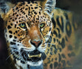 Close-up of a leopard's face with detailed fur and expression